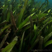 Oceana serrulata (R.Br.) Byng & Christenh.